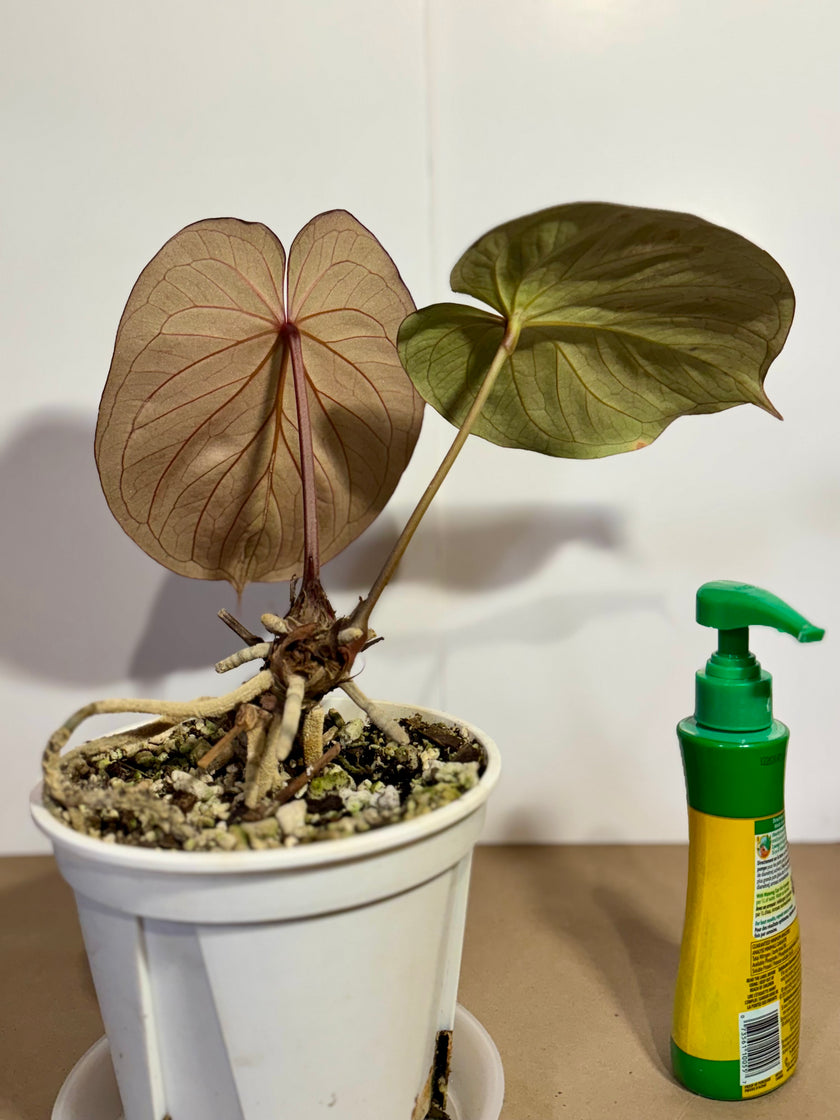 *Grower’s Choice* Anthurium King of Spades KOS XL (pick up&local delivery only)