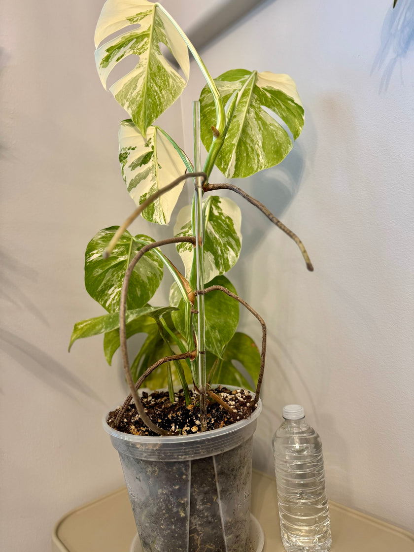 Monstera Albo *Pick Up& Local Delivery Only*