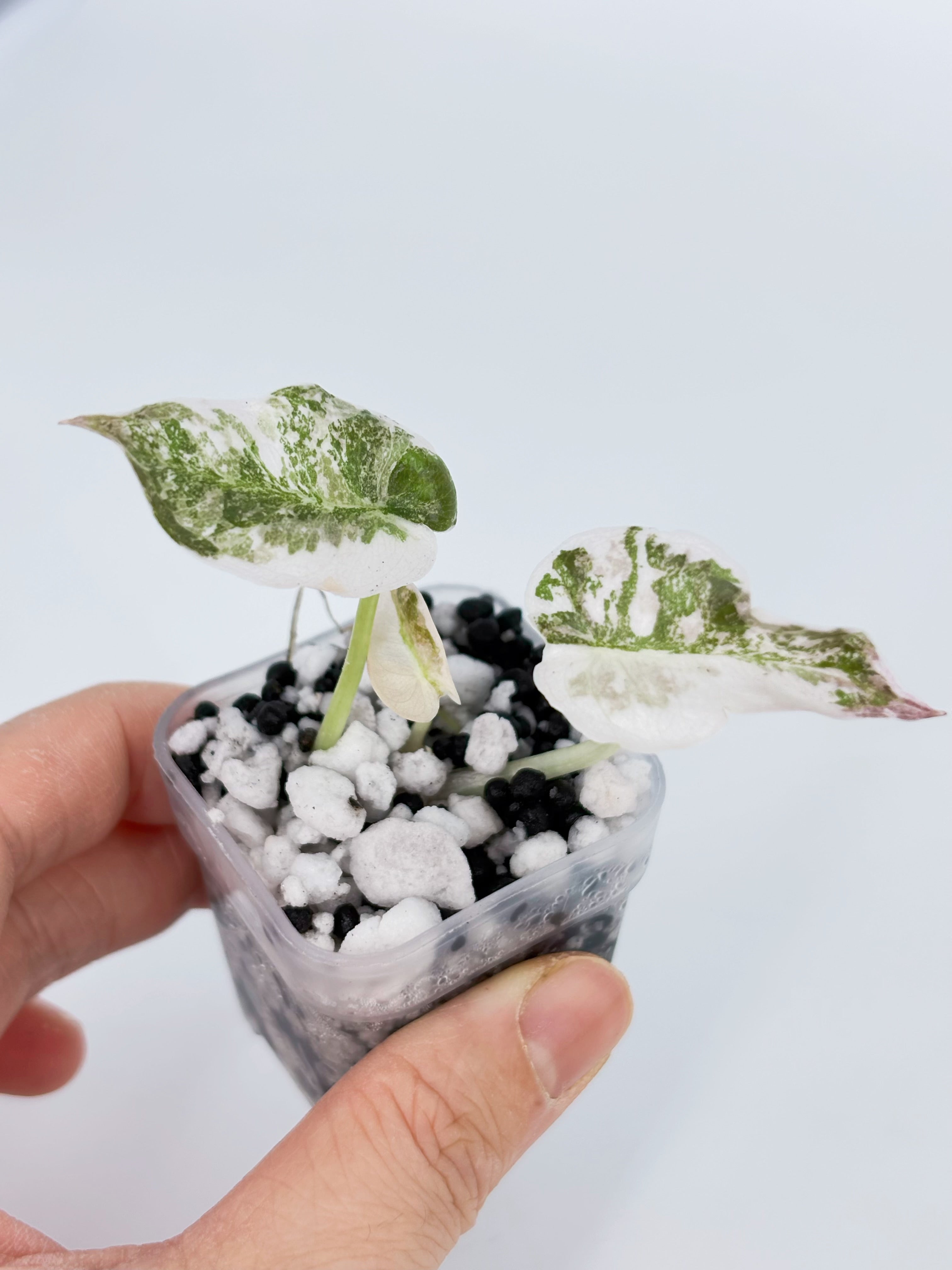 Alocasia Cuprea -Super Pink