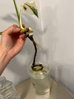 Monstera Albo -Japanese