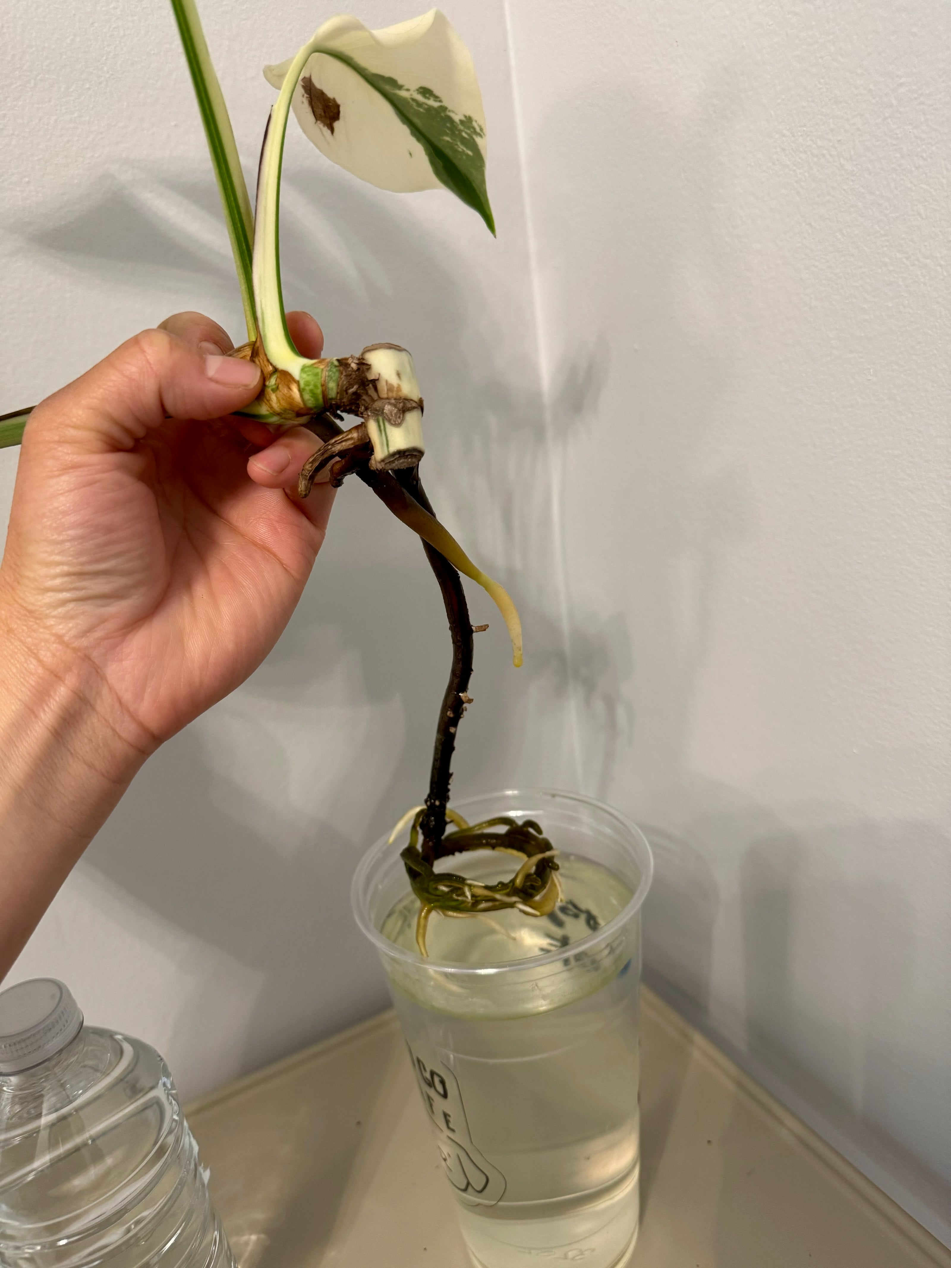 Monstera Albo -Japanese