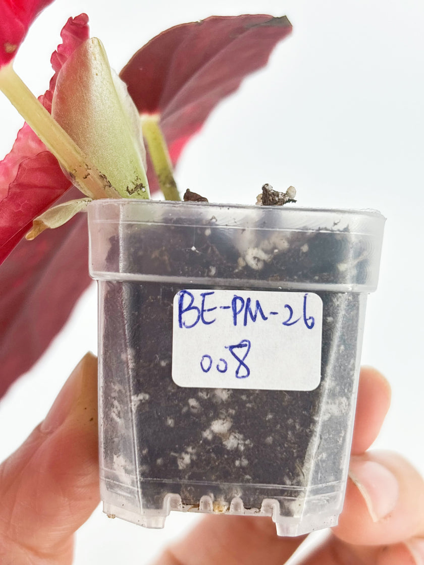 Begonia Maculata Pink @BC Warehouse