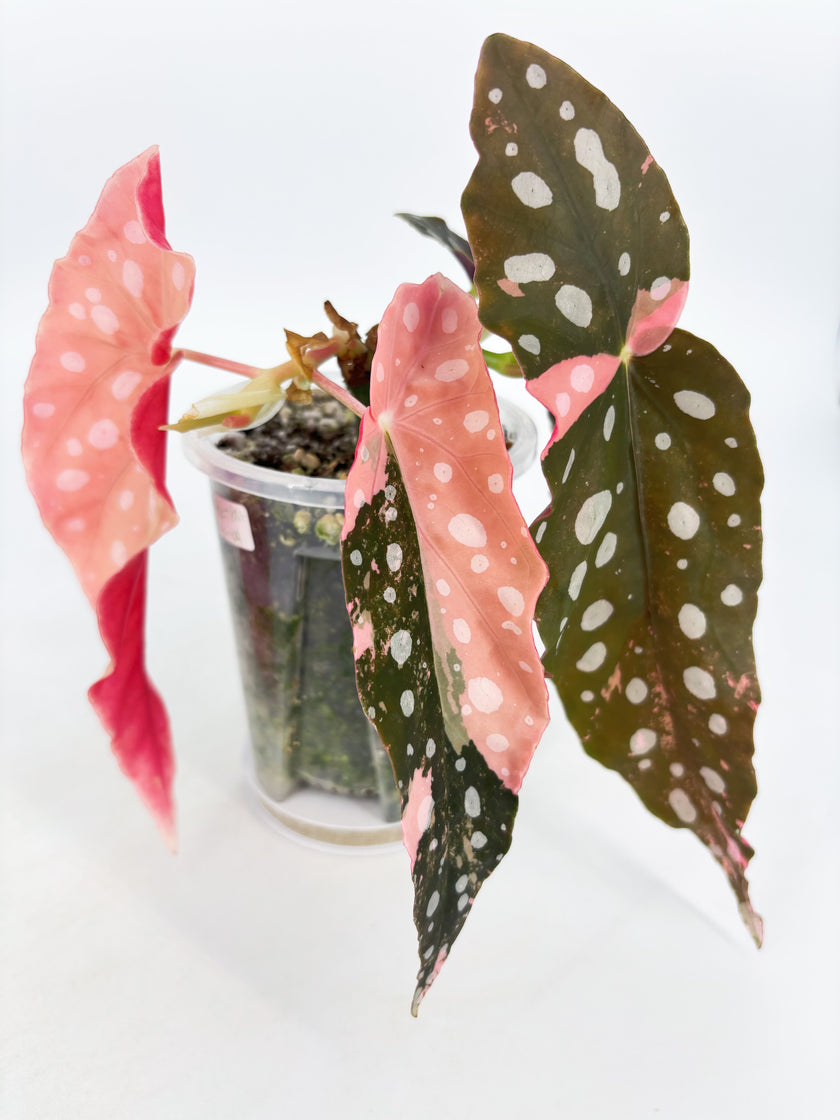 Begonia Pink Maculata @BC Warehouse *Pick Up/Local Delivery Only* 001