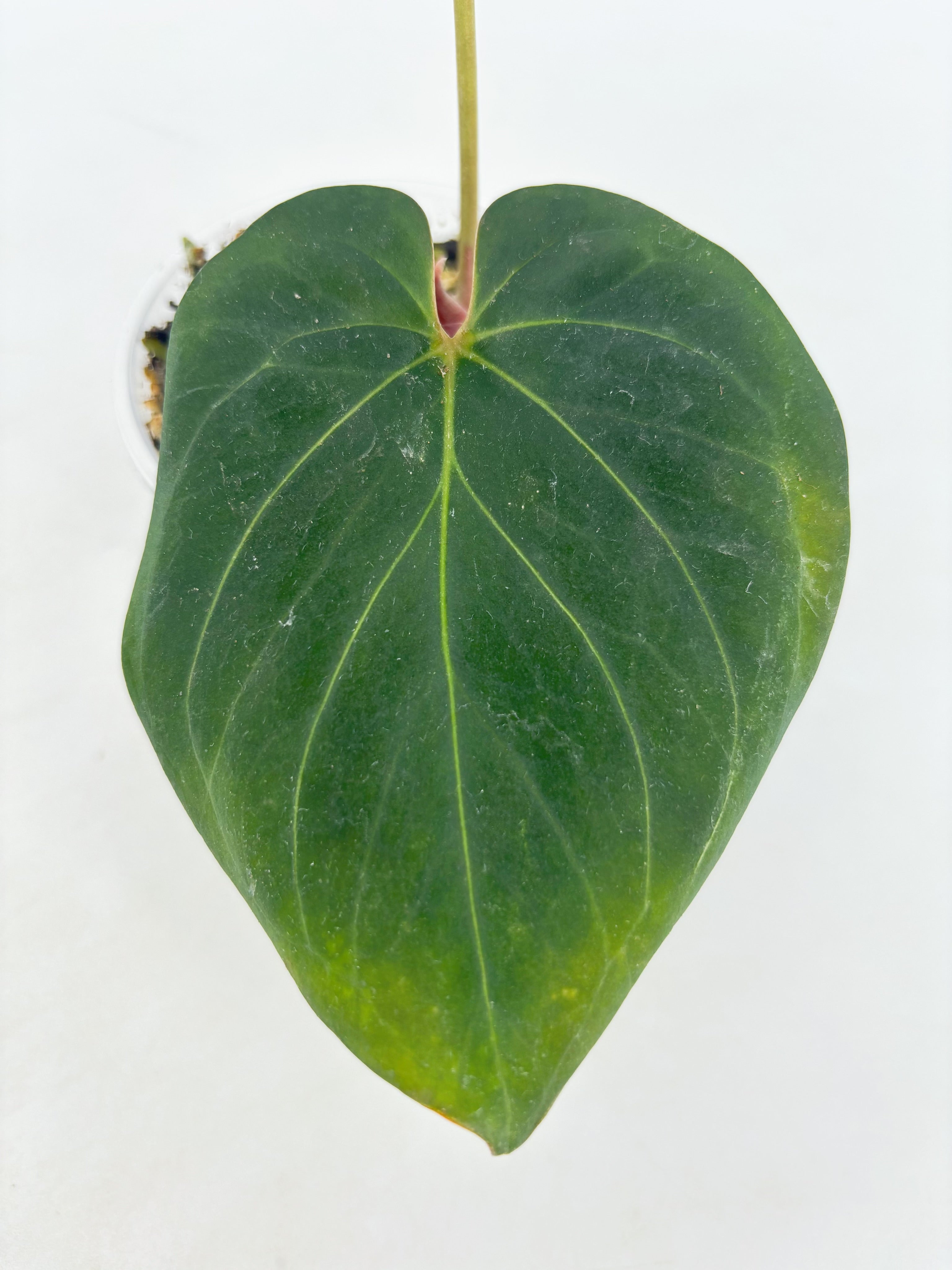 Anthurium King of Spades KOS @BC Warehouse