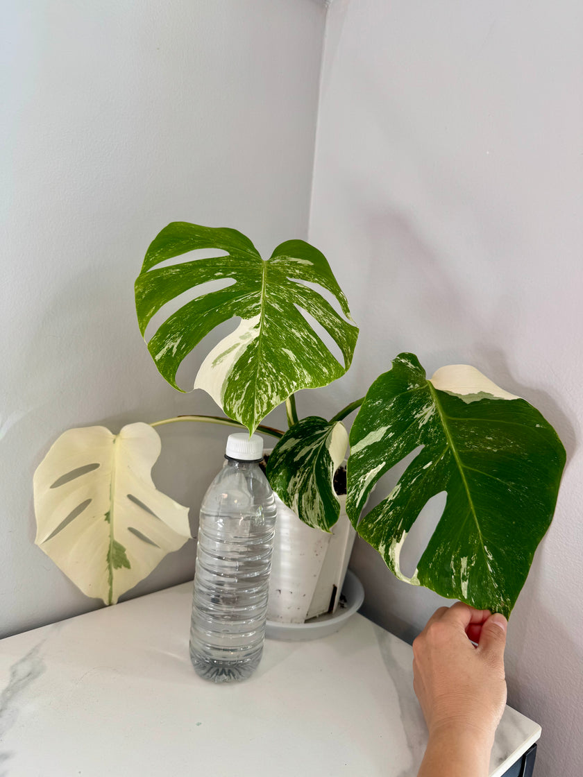 Monstera Albo -Japanese