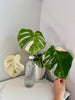 Monstera Albo -Japanese