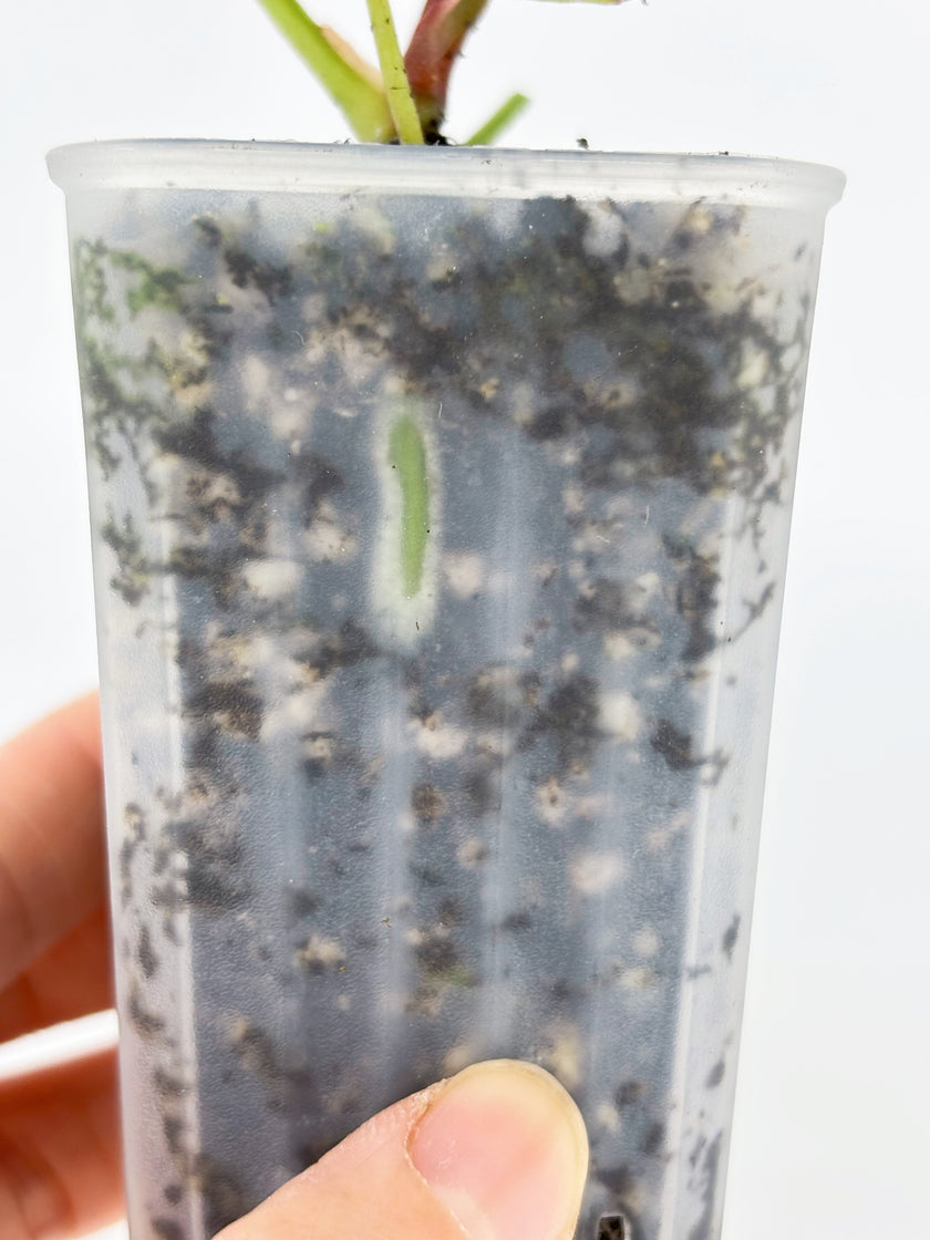 Anthurium Combo (Luxurian Self & Papi fsrl x Dark Forgetii)