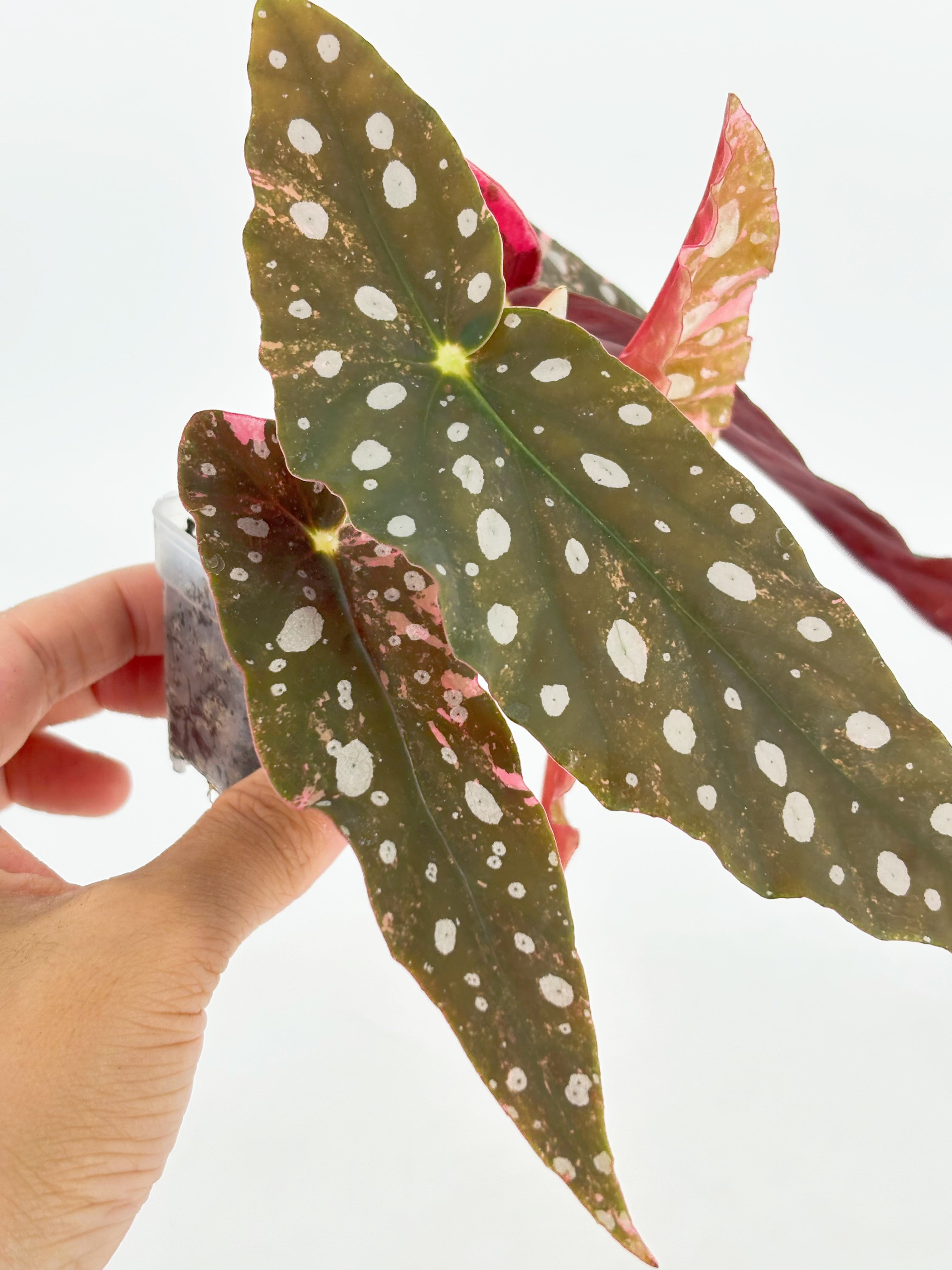 Begonia Pink Maculata@BC Warehouse