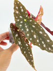 Begonia Pink Maculata@BC Warehouse