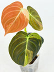 Philodendron Melanochrysum Var@BC Warehouse