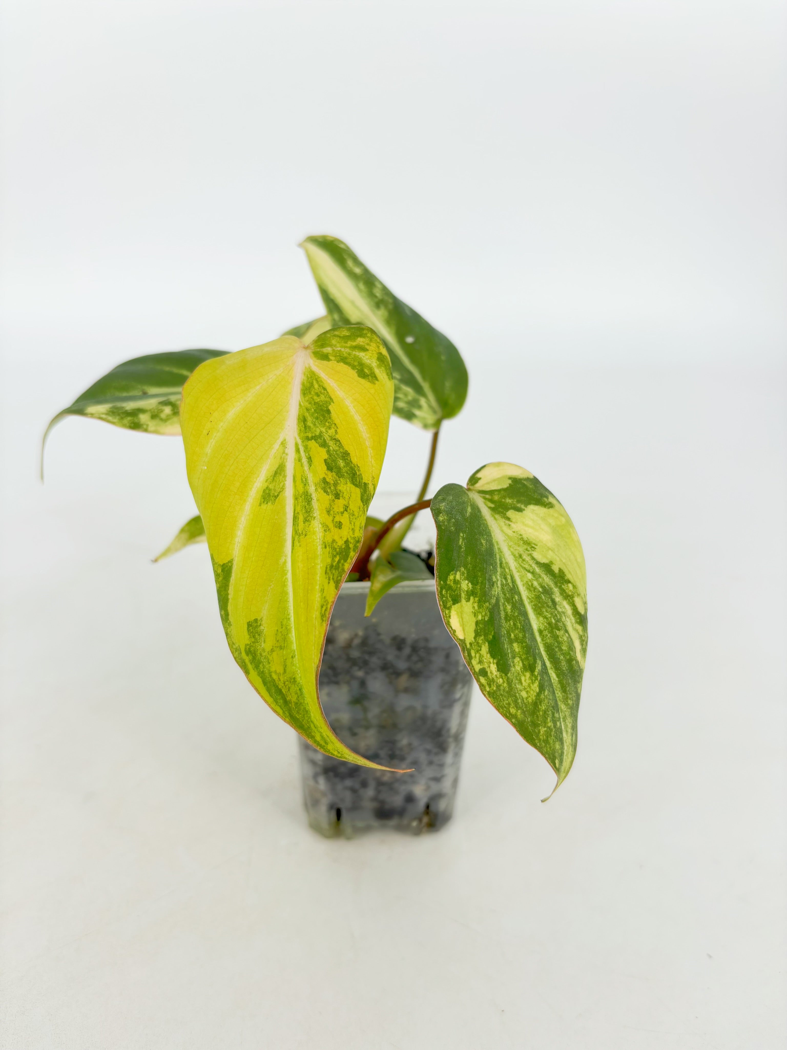 Philodendron Gloriosum Tricolor@BC Warehouse