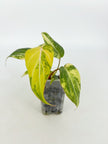 Philodendron Gloriosum Tricolor@BC Warehouse