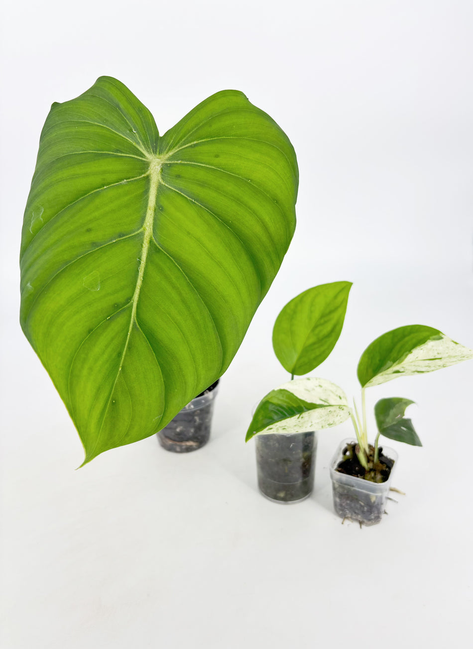 Rare Plant Starter Box@BC Warehouse *Local Pick up or Delivery Only*
