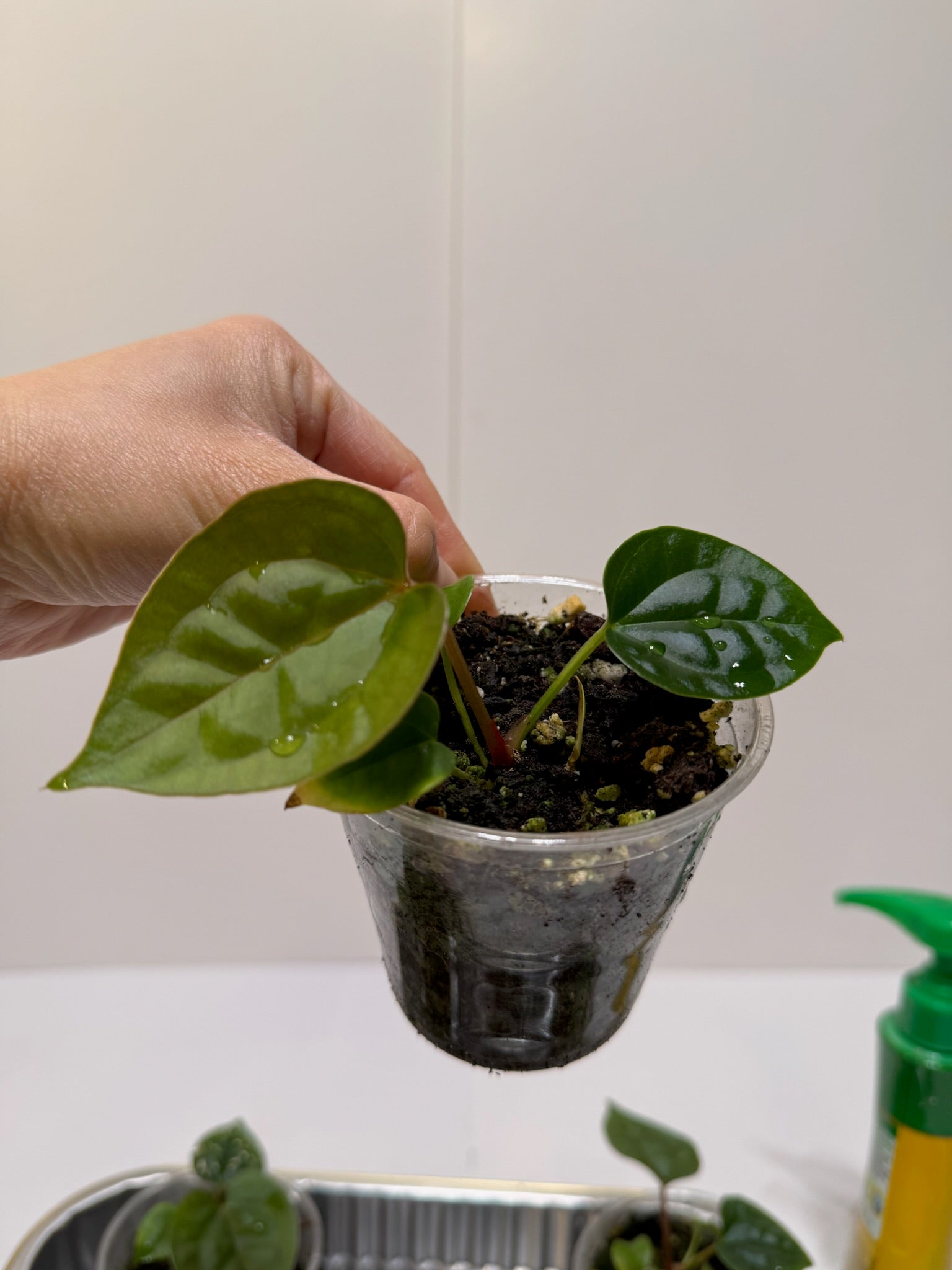 Anthurium Lux Self Seedling *Multiples Available Ramdom Selection* low chance of lux x forgetii