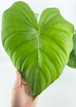 Philodendron McDowell XL *Pick up& GTA Delivery only*