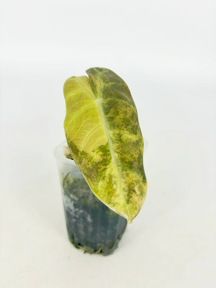 Alocasia Pink Dragon Aurea@BC Warehouse