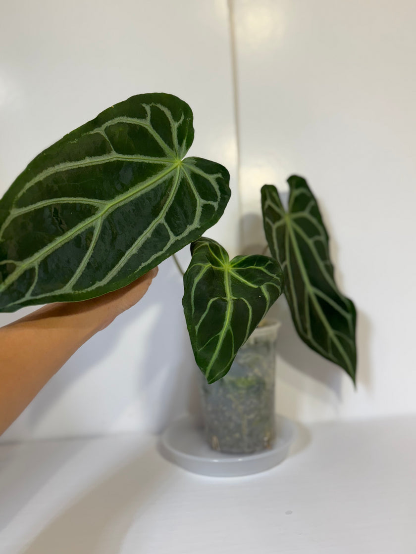 Anthurium Magnificum XL