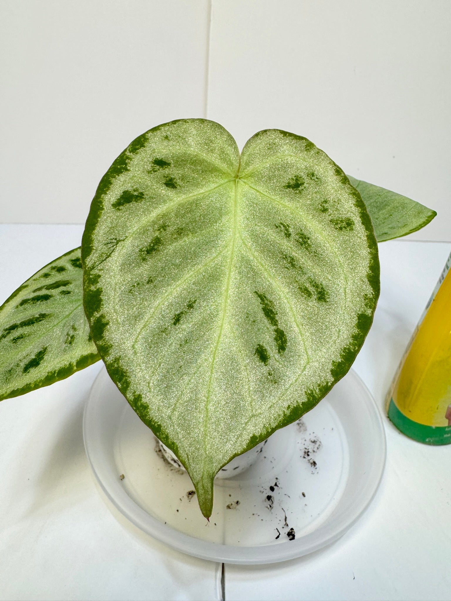 *Grower’s Choice* Anthurium Silver Chrome
