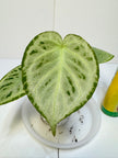 *Grower’s Choice* Anthurium Silver Chrome