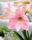 Holiday Amaryllis Bulb Limited Edition