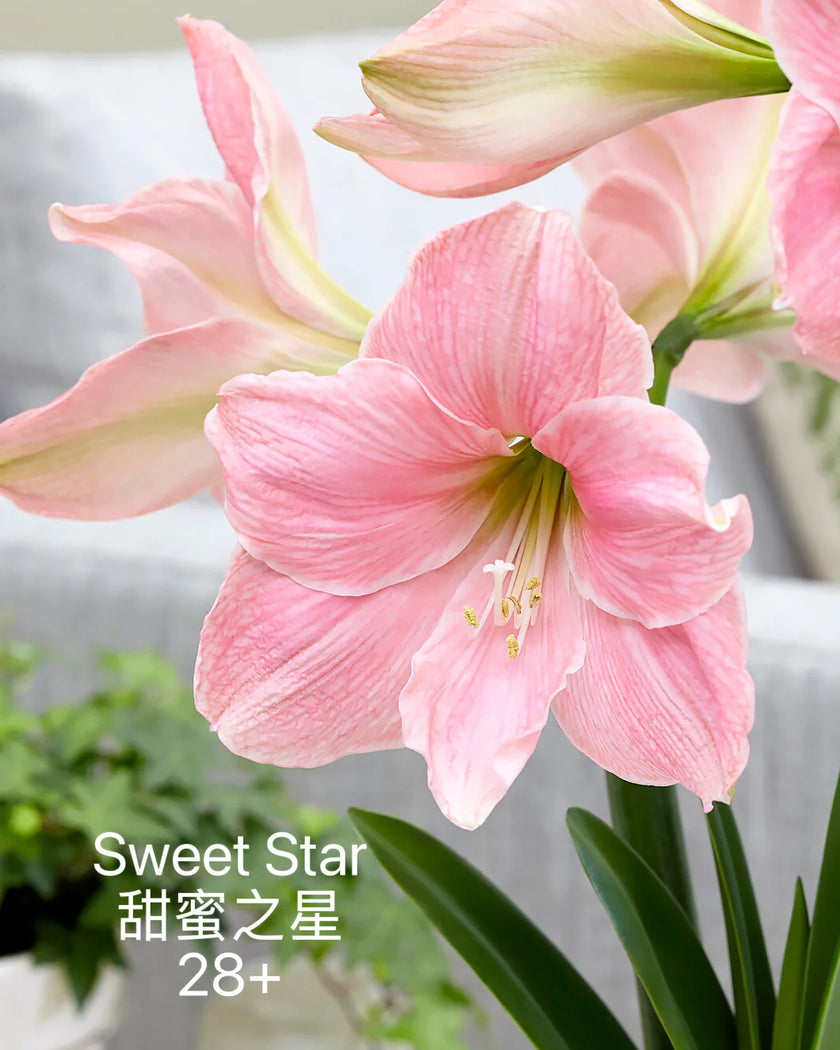 Holiday Amaryllis Bulb Limited Edition
