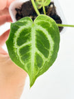 Anthurium Crystallinum Var@BC Warehouse