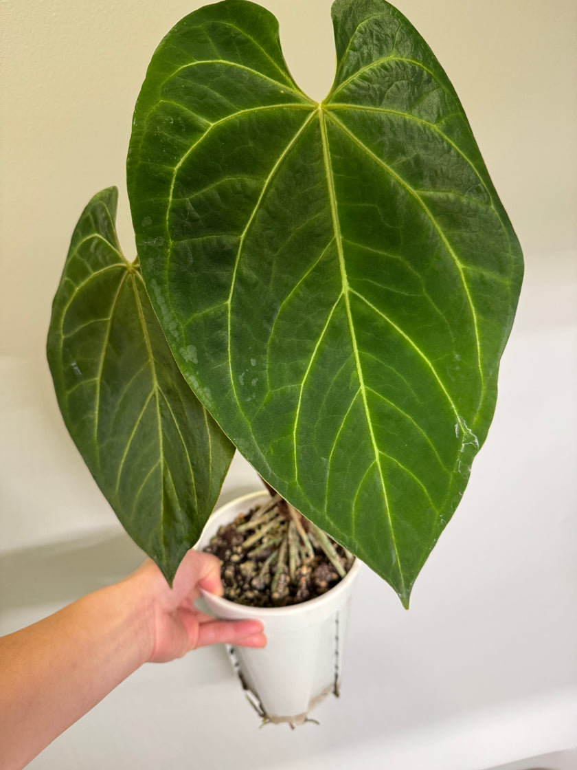 Anthurium Magnificum x AOS (Tezula Dark form)*Pick up& GTA Local Delivery Only*