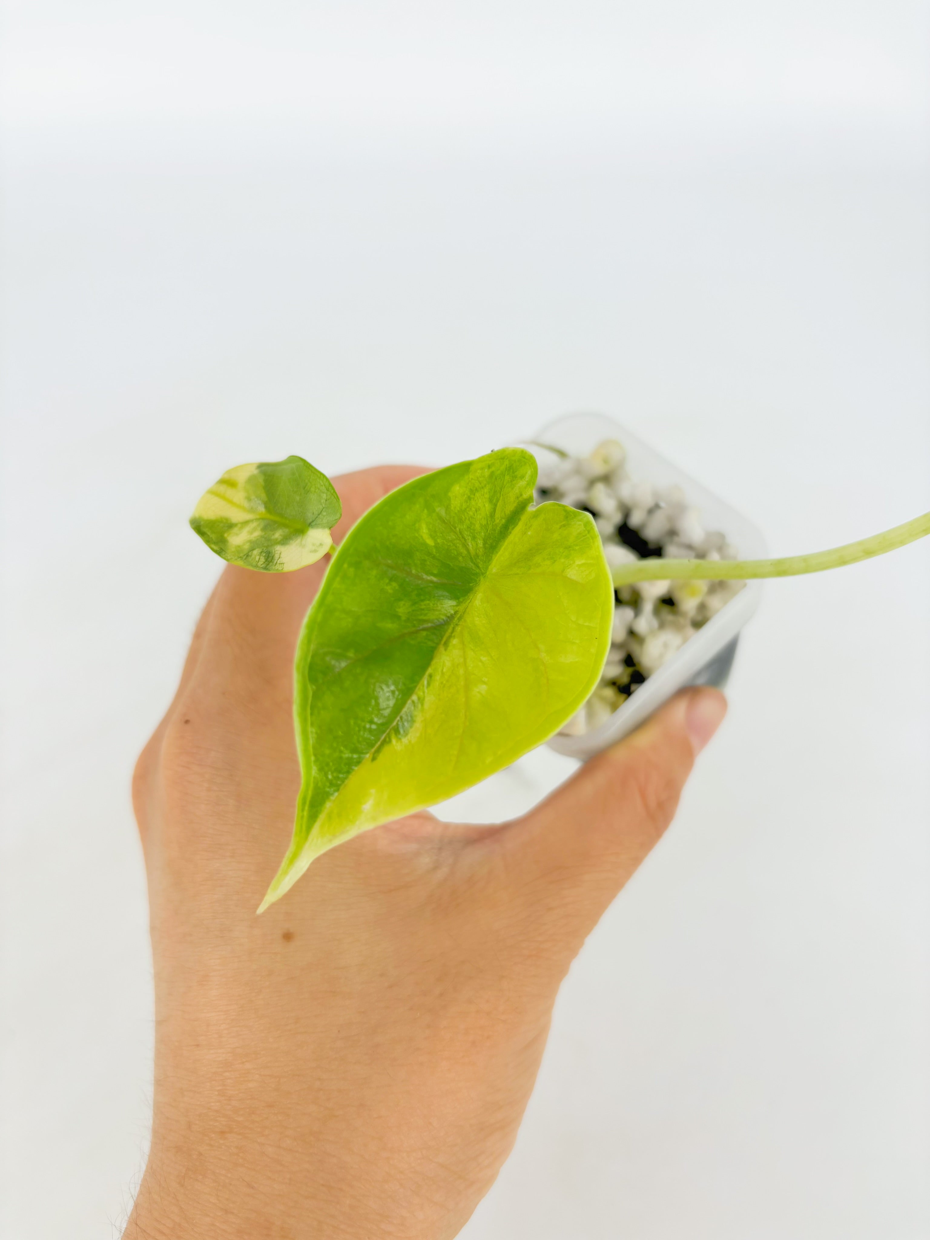 Alocasia Dragon Scale Var Duo @BC Warehousel