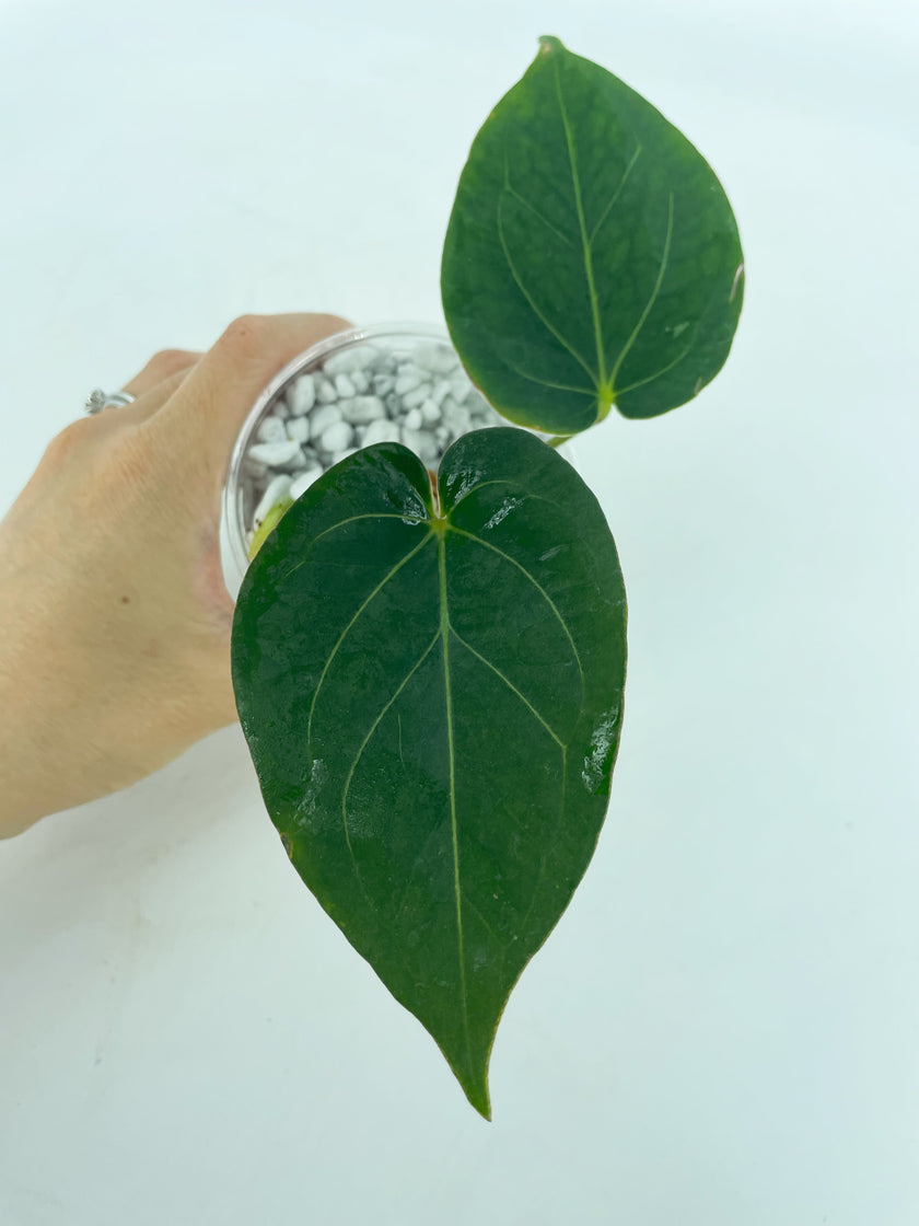 Anthurium King of Spades KOS