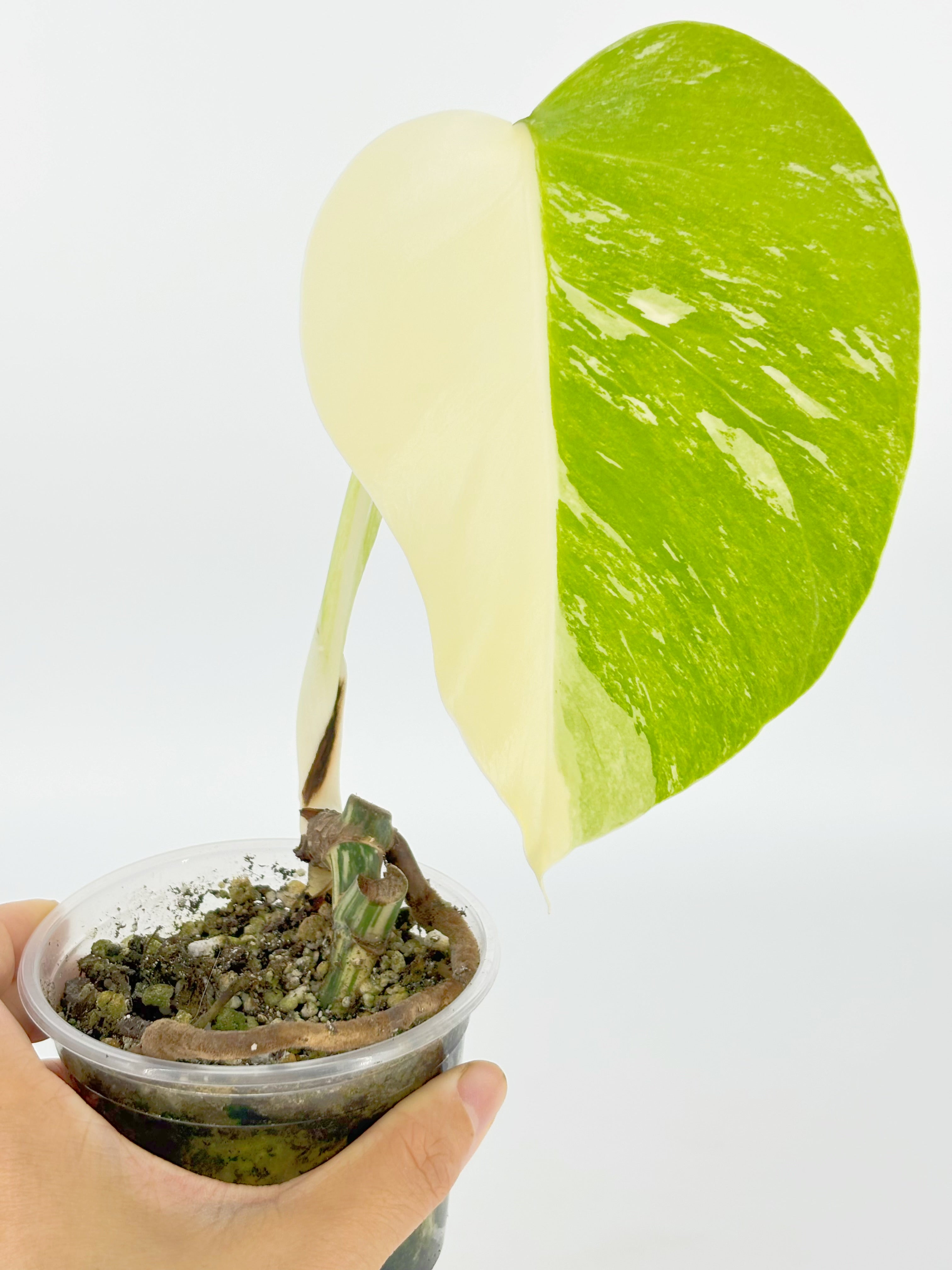 Monstera Albo @BC Warehouse