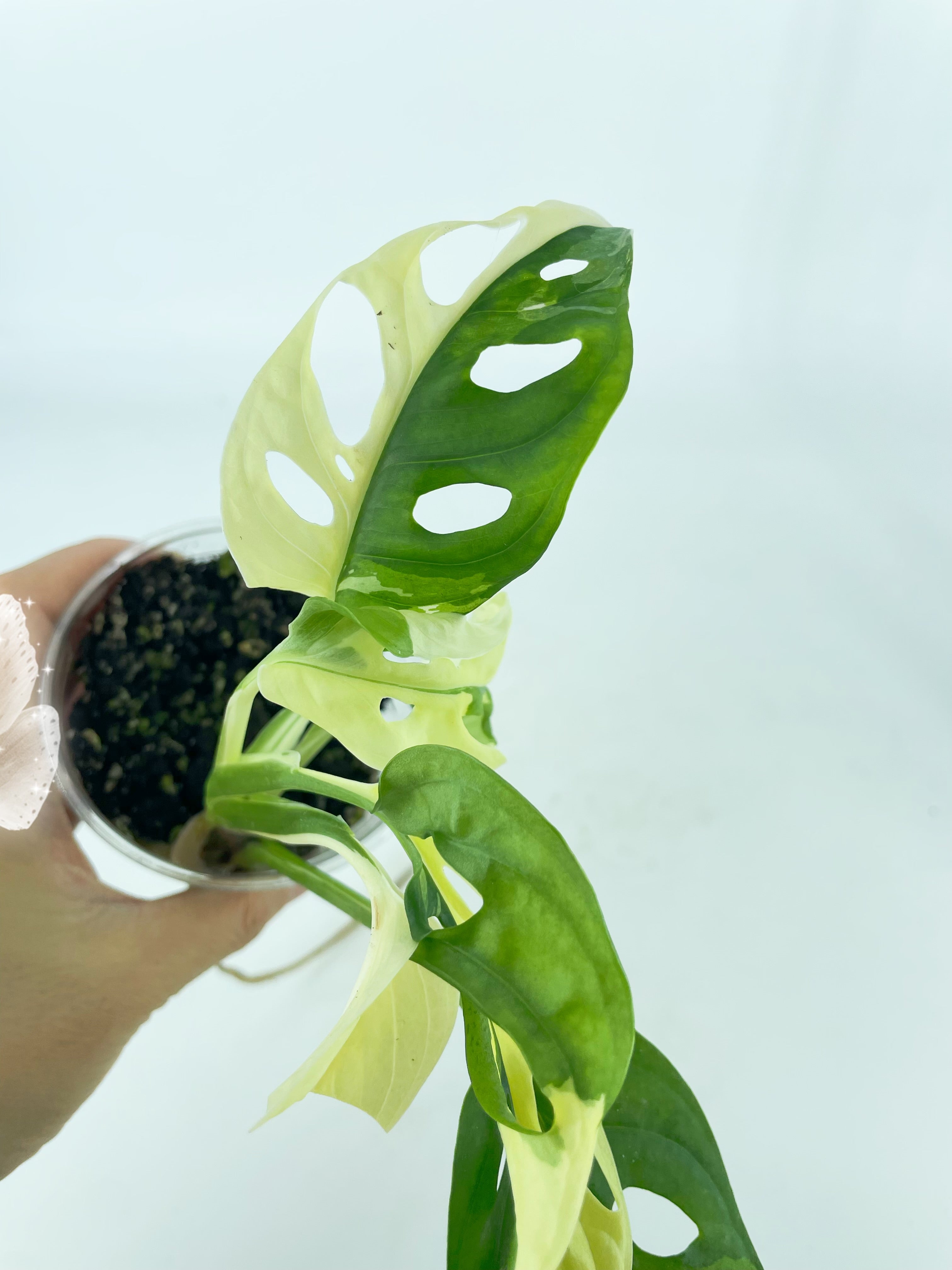 Monstera Adansonii Combo *Pick Up& Local Delivery Only*