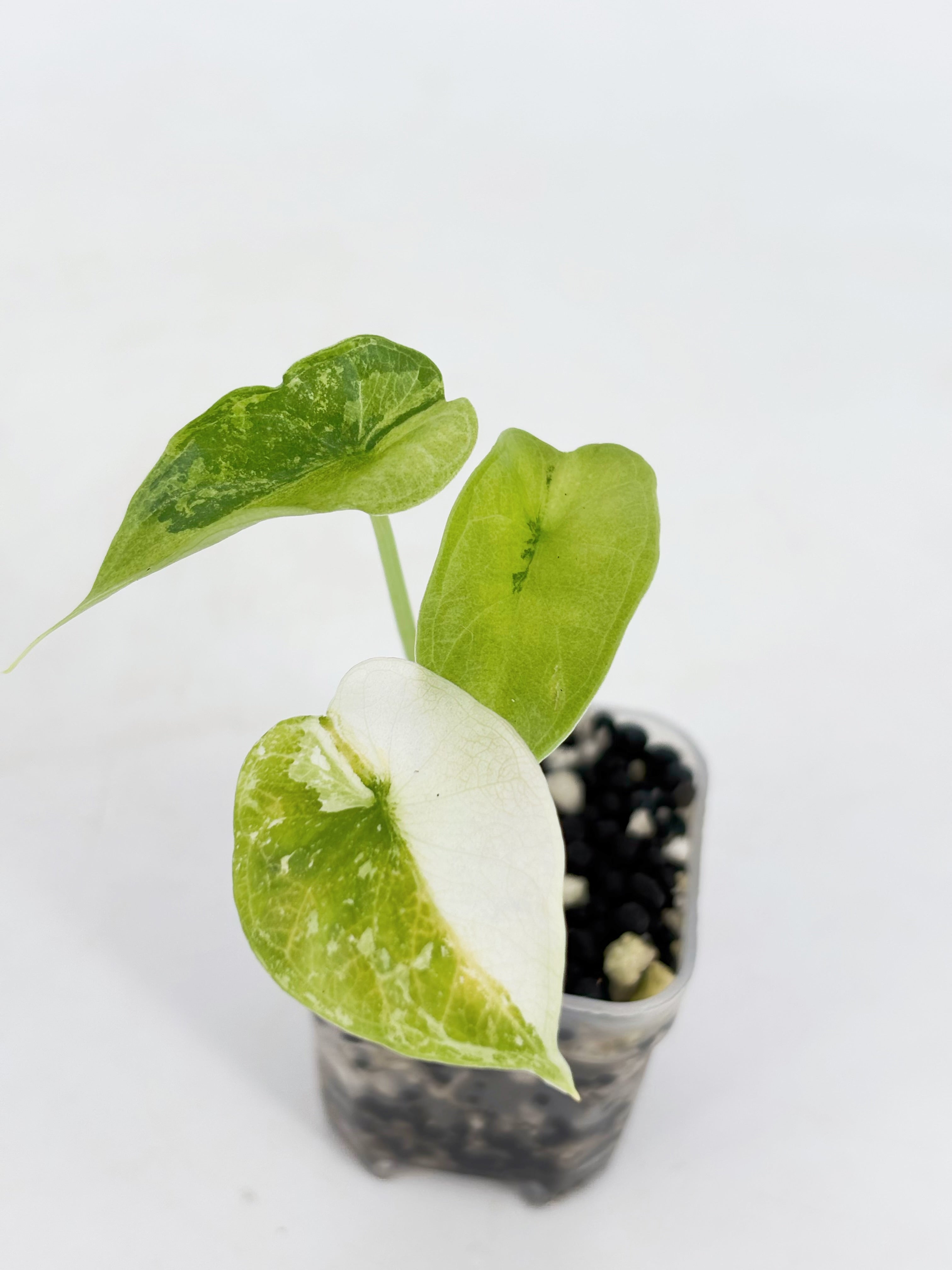 Alocasia Combo (Jacklyn Aurea & Dragon Scale Albo) @BC Warehouse