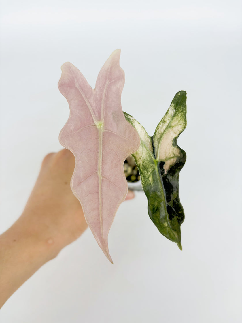 Alocasia Noblis Pink K form @BC Warehouse