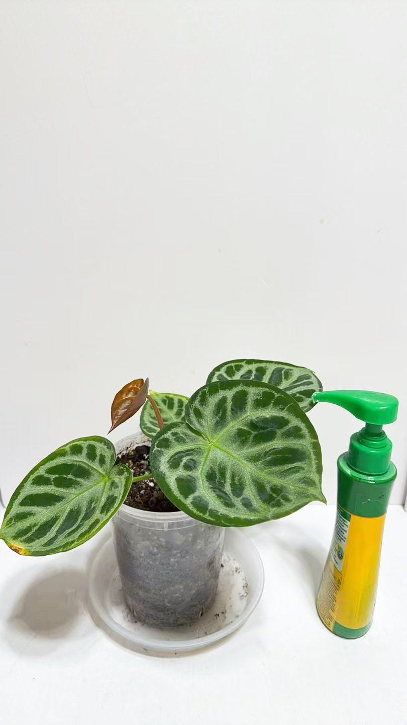 Anthurium Dorayaki Silver@Markham Warehouse