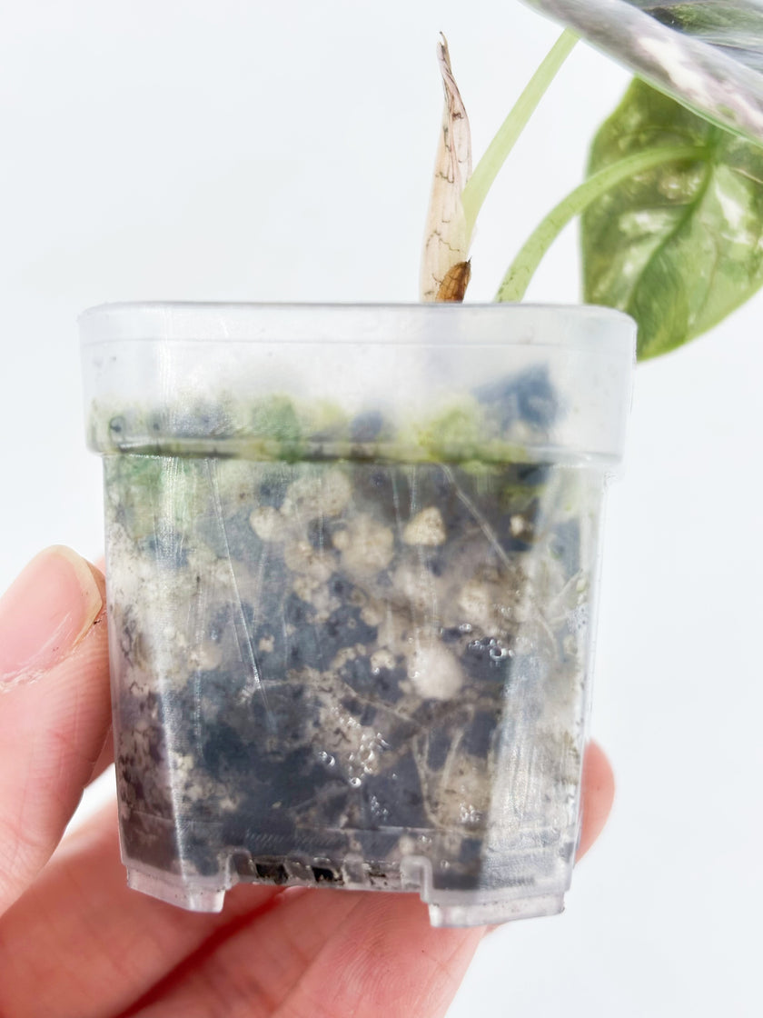 Alocasia Azlanii pink/albo@BC Warehouse