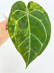 Anthurium Forgetii x Zara Michelle Variegated@BC Warehouse