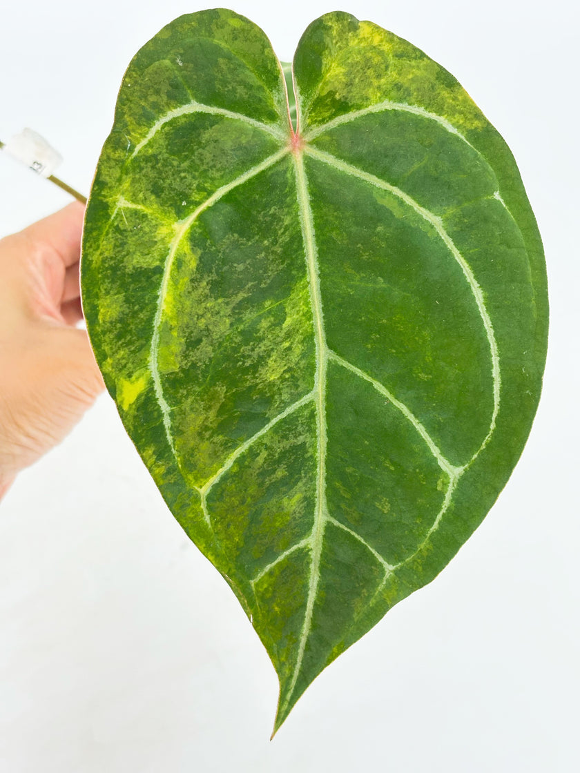 Anthurium Forgetii x Zara Michelle Variegated@BC Warehouse