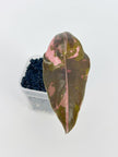 Alocasia Pink Combo (Nobilis & Chantrieri) @BC Warehouse