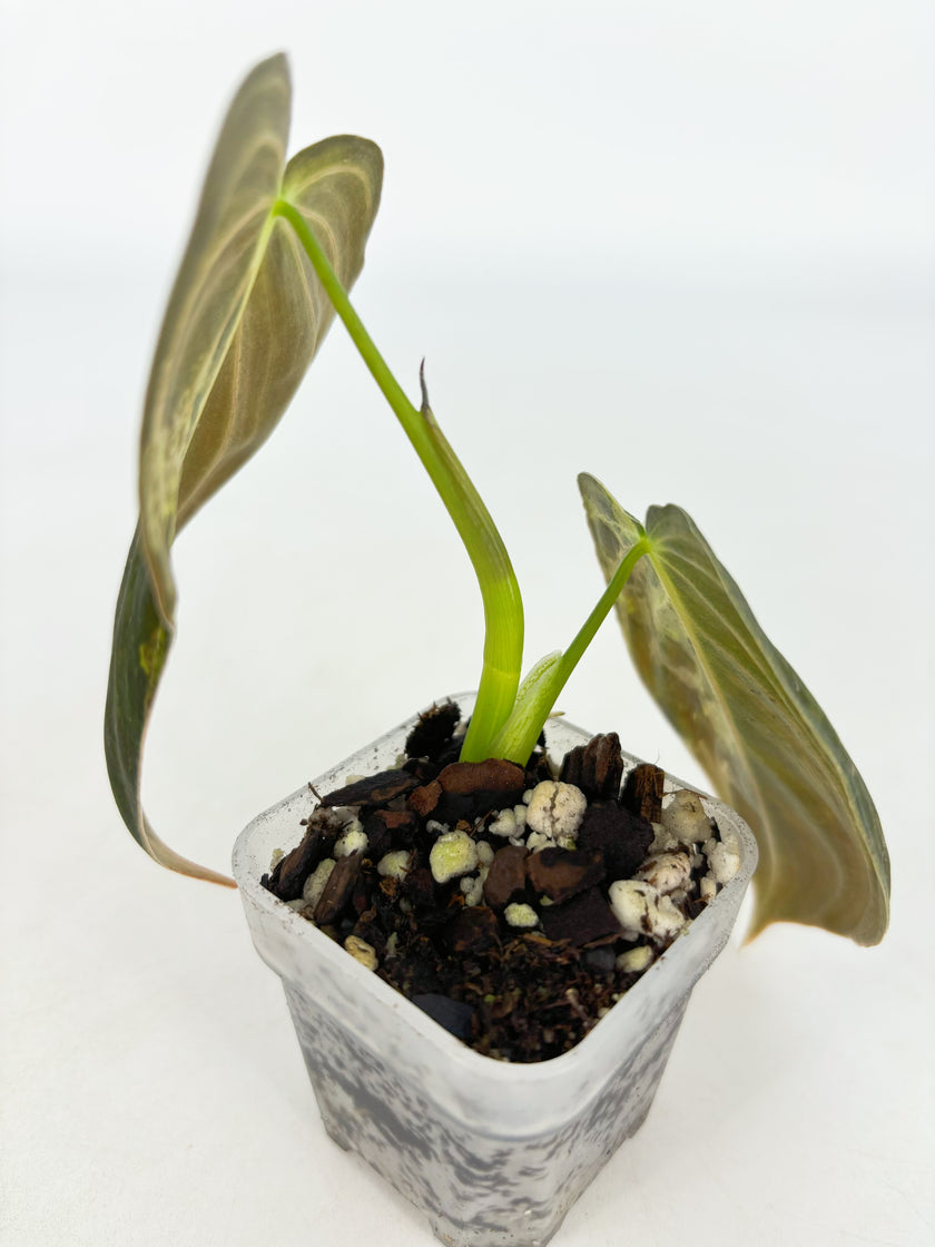 Philodendron Melanochrysum Var@BC Warehouse