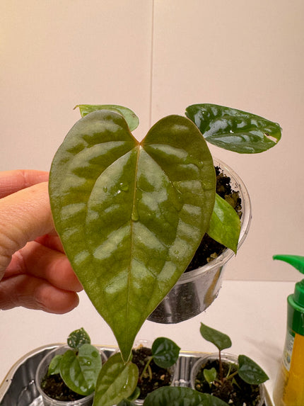 Anthurium Lux Self Seedling *Multiples Available Ramdom Selection* low chance of lux x forgetii