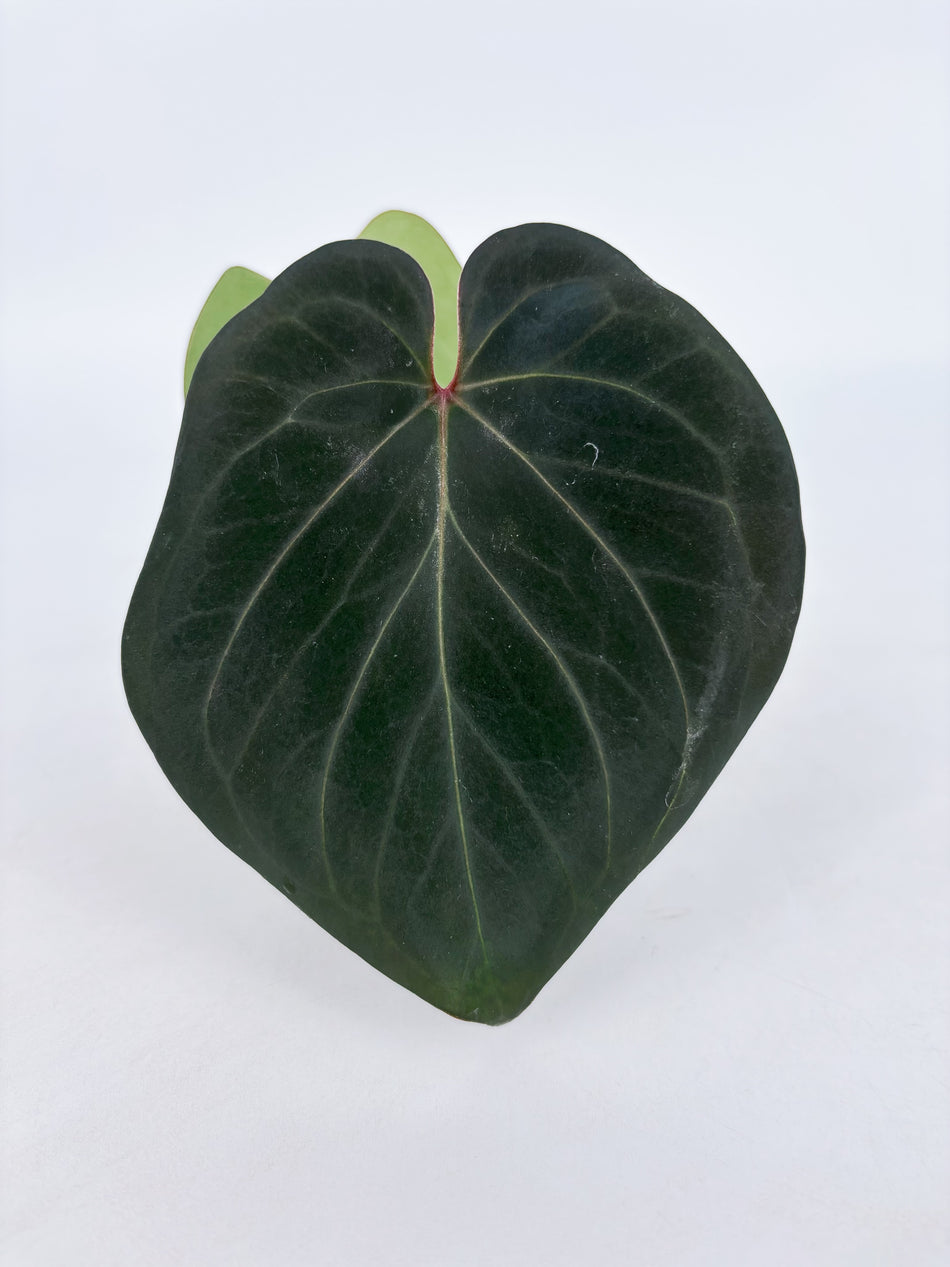 *Grower’s Choice* Anthurium King of Spades (KOS)