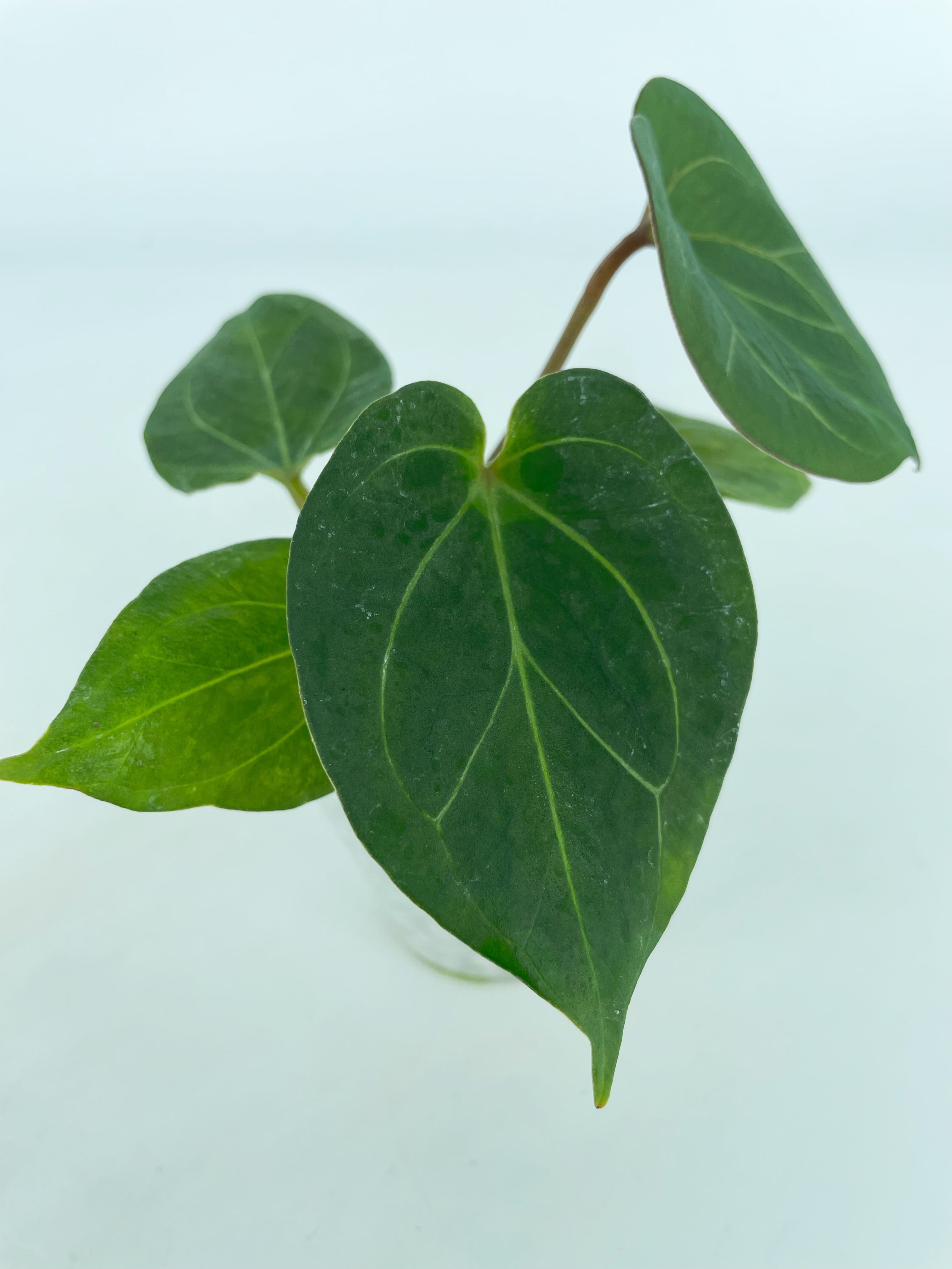 Anthurium King of Spades (KOS)