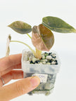 Alocasia Cuprea Pink Mint mix@BC Warehouse