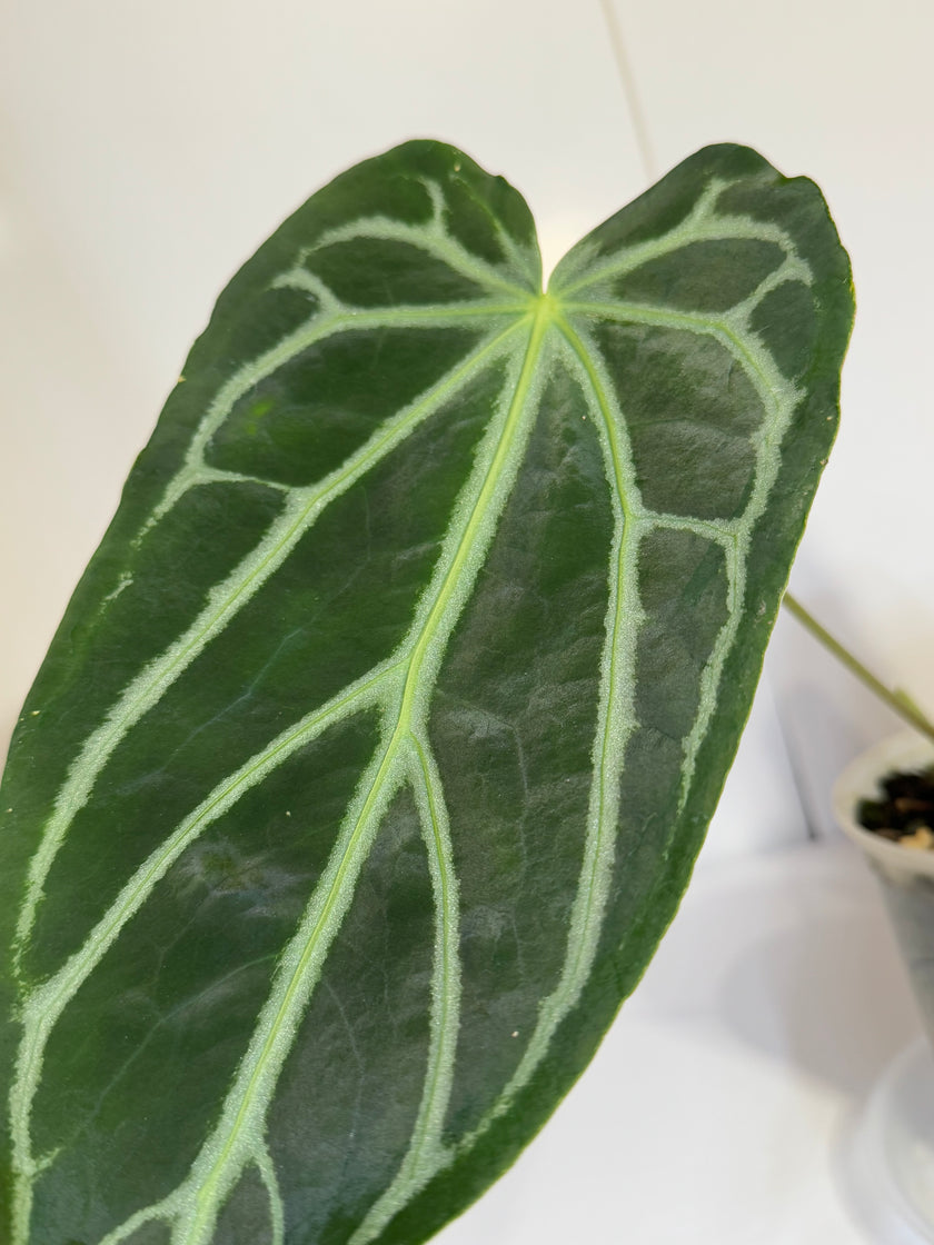 Anthurium Magnificum XL