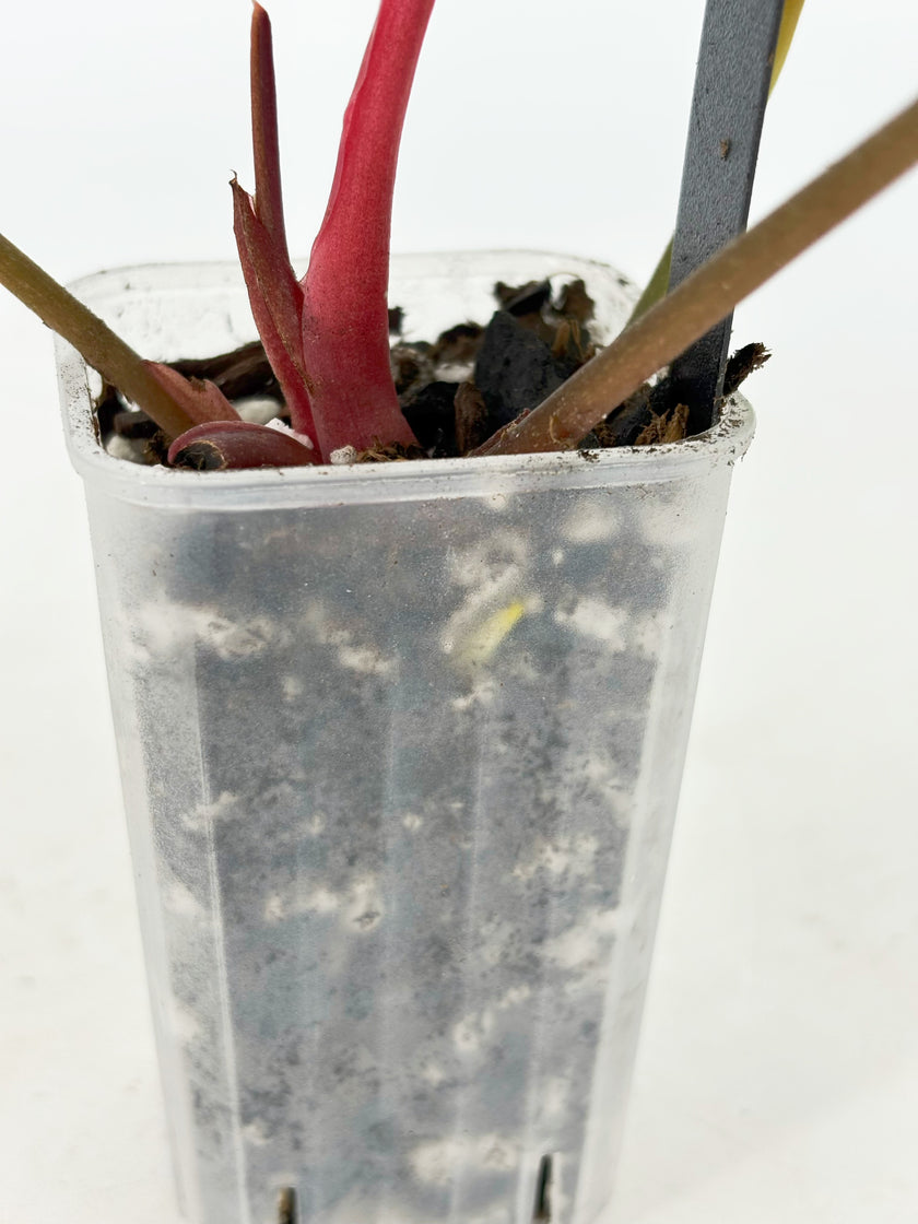 Anthurium Forgetii x Zara Michelle Variegated@BC Warehouse