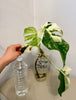 Monstera Albo -Japanese
