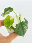 Alocasia Melo Albo@BC Warehouse