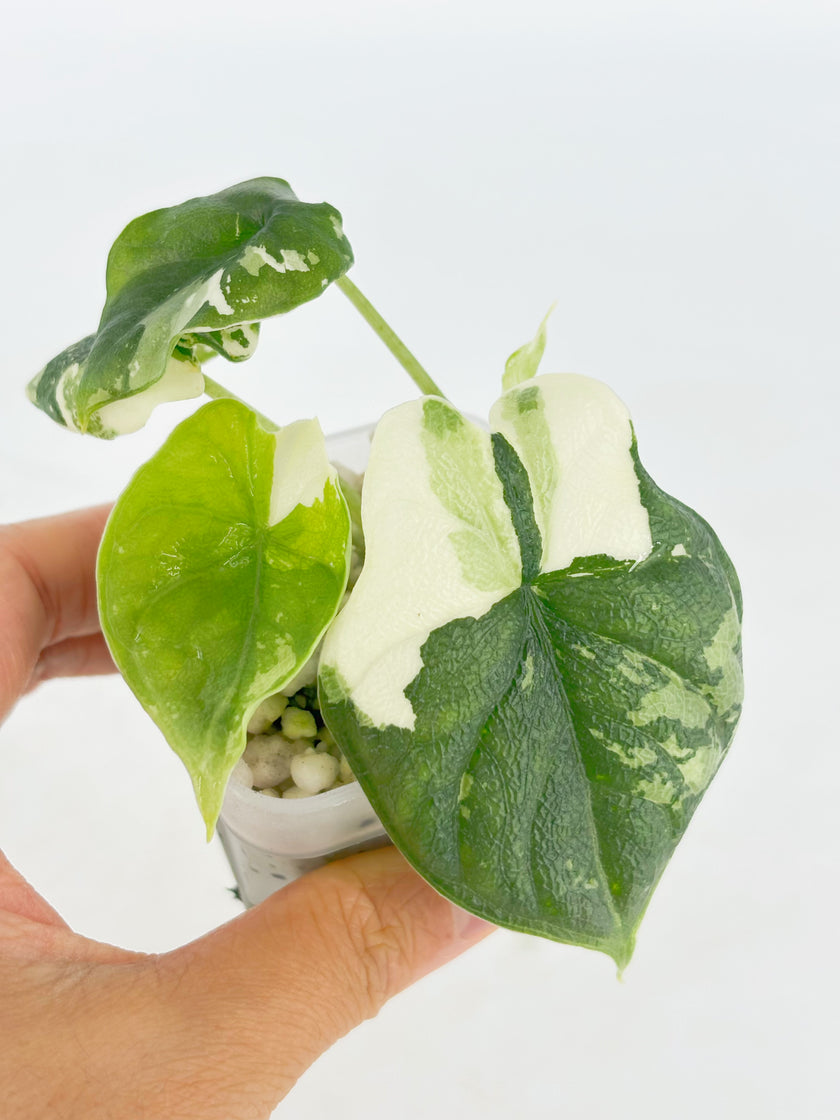 Alocasia Melo Albo@BC Warehouse