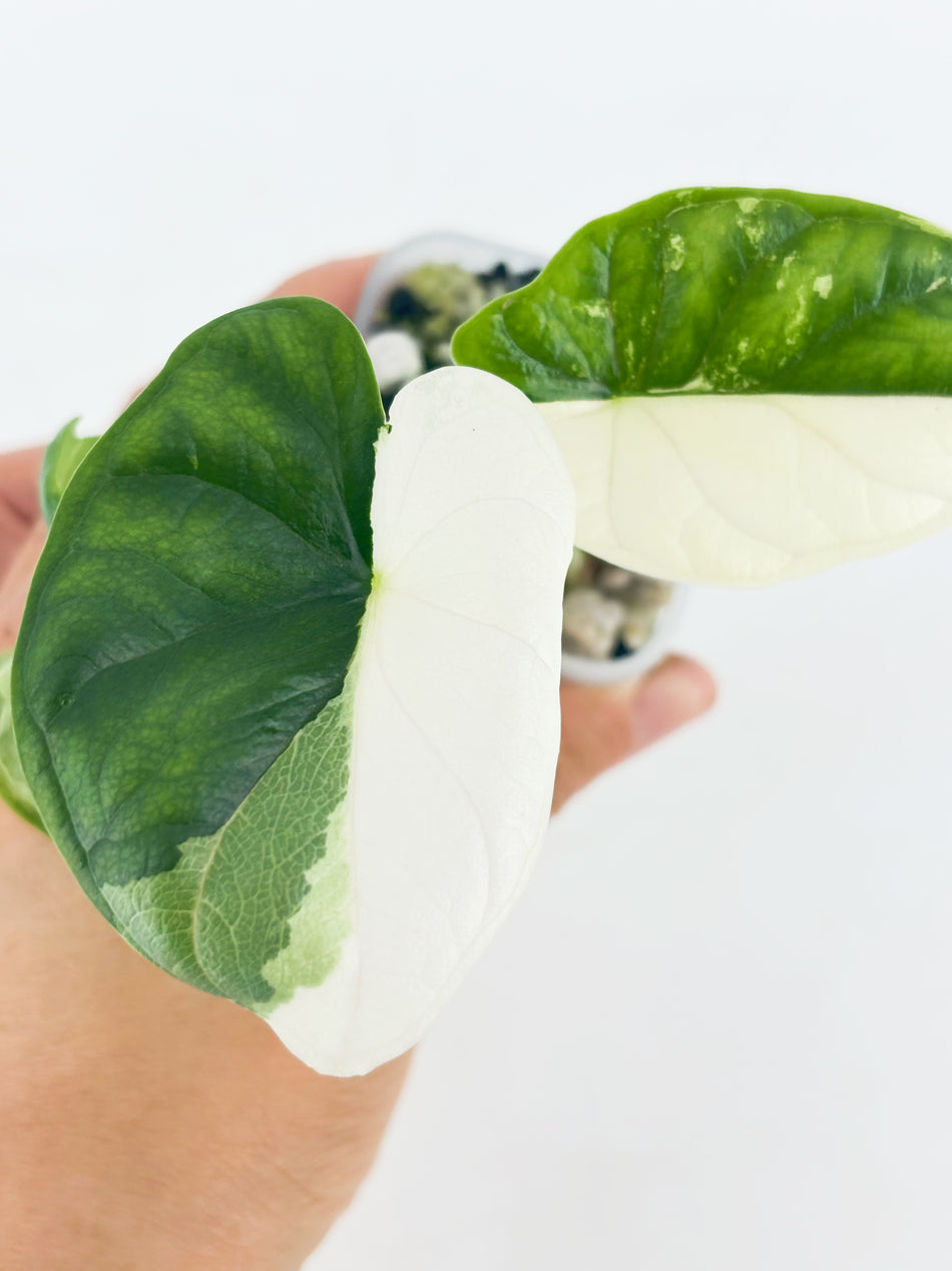 Alocasia Dragon Scale Albo@BC Warehouse