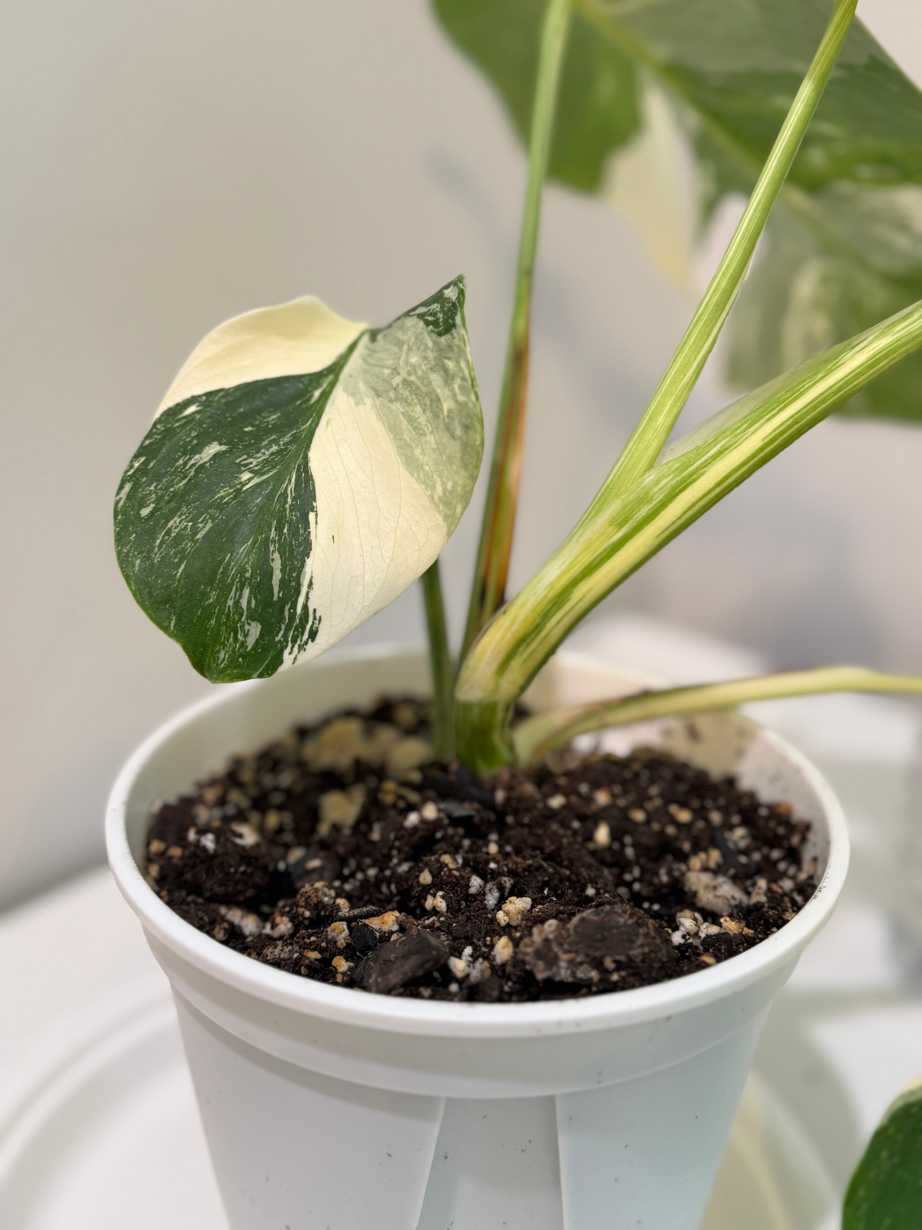Monstera Albo -Japanese